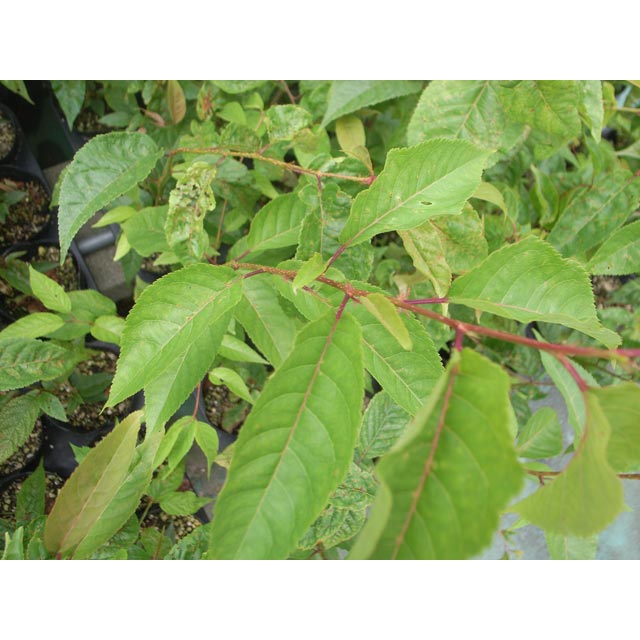 ��ޥ���������ڡ�������