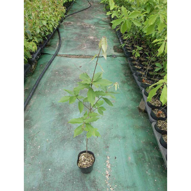 ���ʥ�����ڡ�������