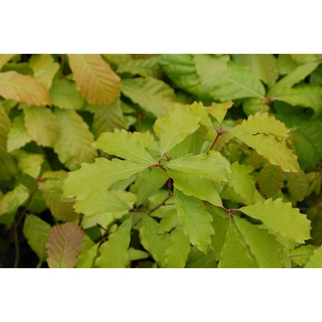 �ߥ��ʥ�����ڡ�������