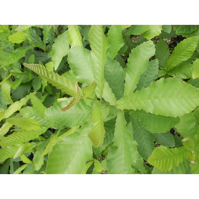 ���̥������ڡ�������