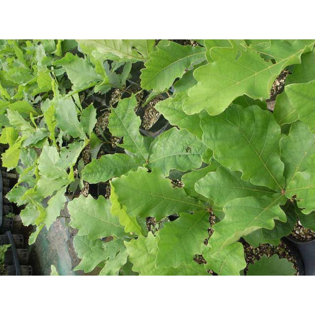 ����������ڡ�������