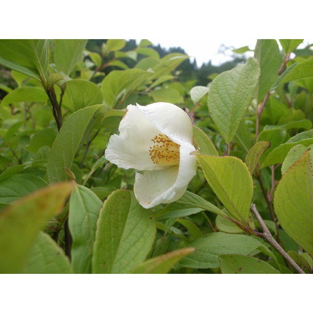 �ʥĥĥХ������ڡ�������