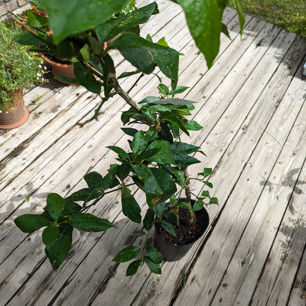 ��Ǽ���׳�ǧ�˥�������ڡ������桼�쥫����ȴ��¡���ǯ����������