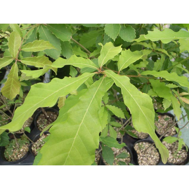 ���ʥ�����ڡ���������