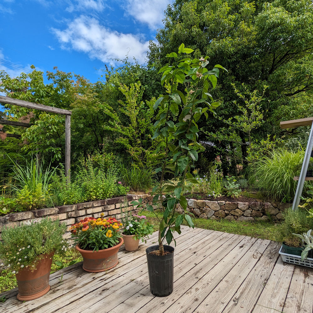 【セール・稀少】 パキスタンレモン (香水)接ぎ木2年生苗 （長レモン） セール・稀少】 パキスタンレモン (香水)接ぎ木2年生苗 （長レモン）