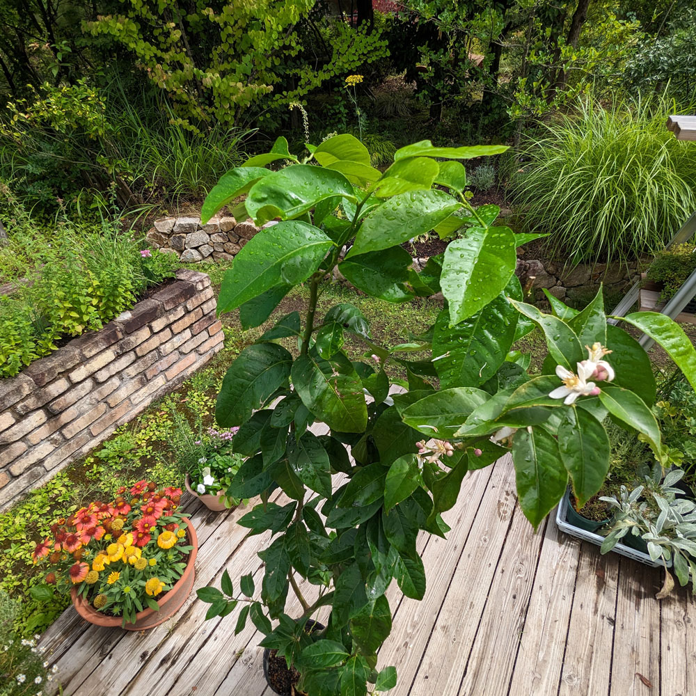 ��Ǽ���׳�ǧ�˥�������ڡ��ꥹ�ܥ󡡣�ǯ����������