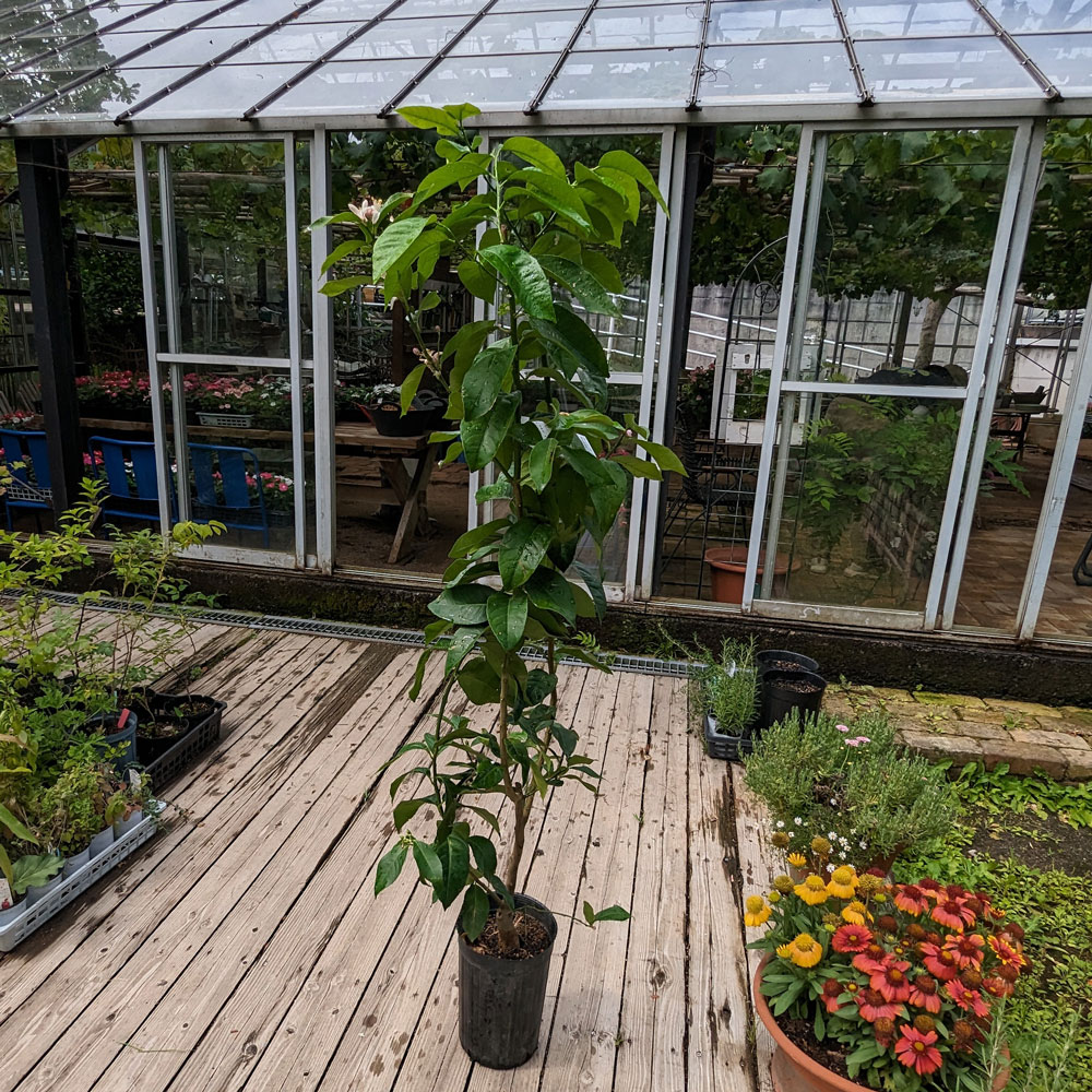 ��Ǽ���׳�ǧ�˥�������ڡ��ꥹ�ܥ󡡣�ǯ����������