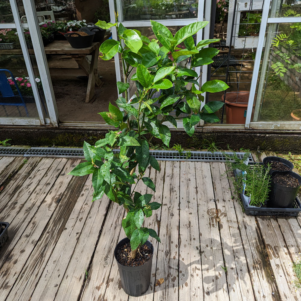 ��Ǽ���׳�ǧ�˥�������ڡ��ӥ�ե�󥫡ʤȤ��ʤ��ˡʥӥ��ե�󥫡ˡ���ǯ����������