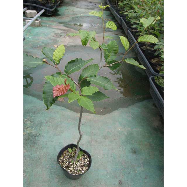 �֥ʤ����ڡ���������