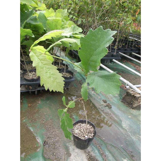 ����������ڡ���������