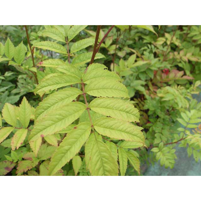 �ʥʥ��ޥɤ����ڡ���������