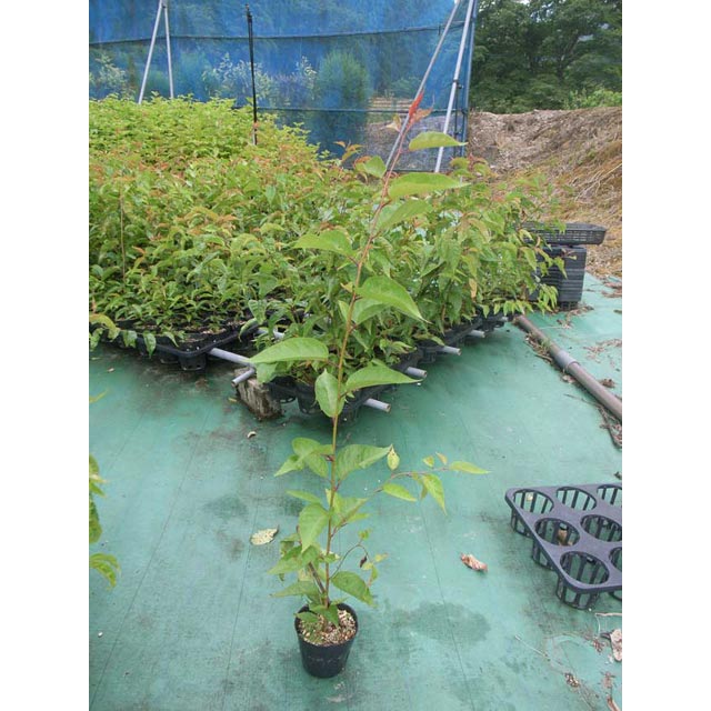 ��ޥ���������ڡ���������