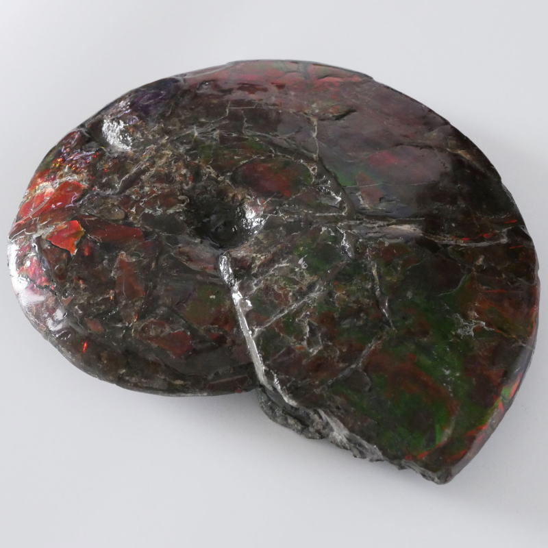 アンモライト標本 超特大｜マライカ公式通販