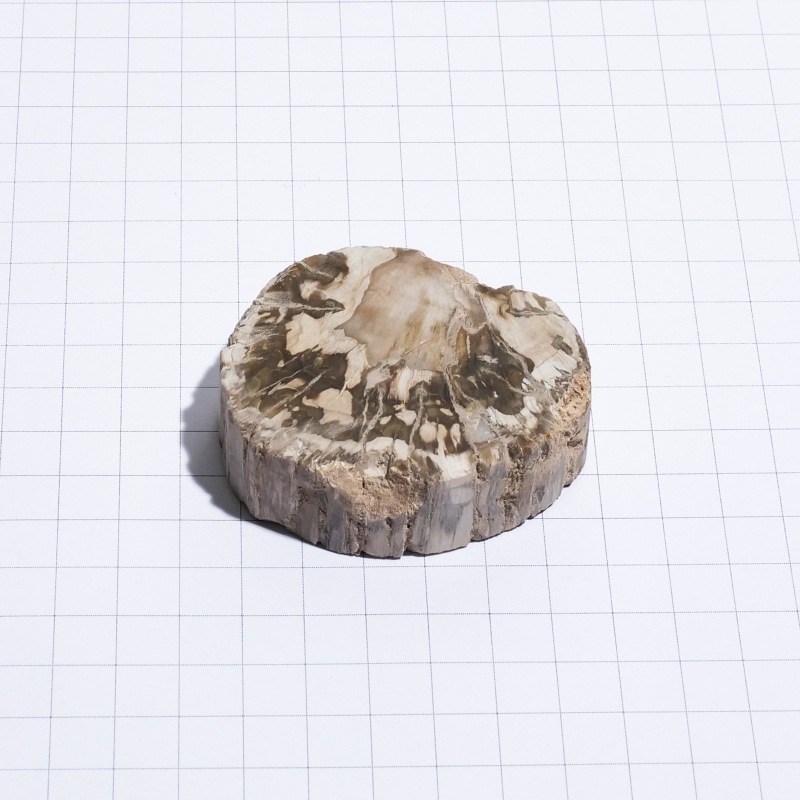 珪化木スライス ペトリファイドウッド 木の化石｜マライカ公式通販