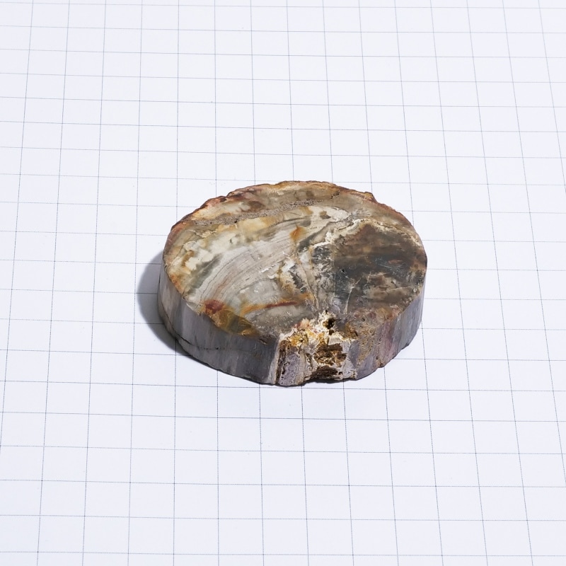 珪化木スライス ペトリファイドウッド 木の化石｜マライカ公式通販