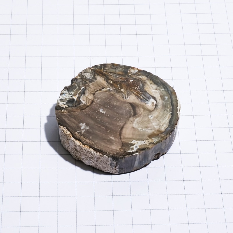 【匿名配送】化石 珪化木 ペトリファイドウッド スライス 匿名配送】化石 珪化木 ペトリファイドウッド スライス インテリア小物