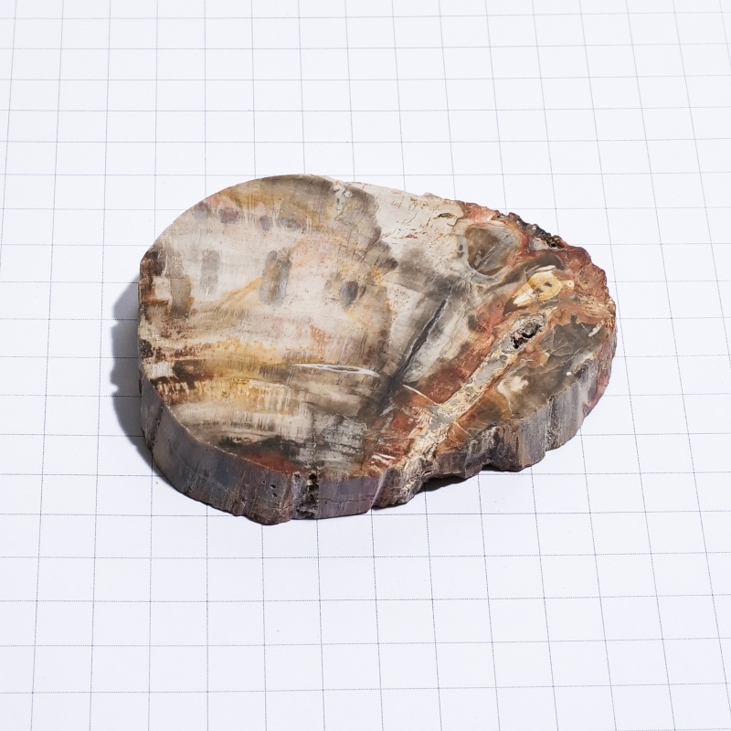 珪化木スライス ペトリファイドウッド 木の化石｜マライカ公式通販