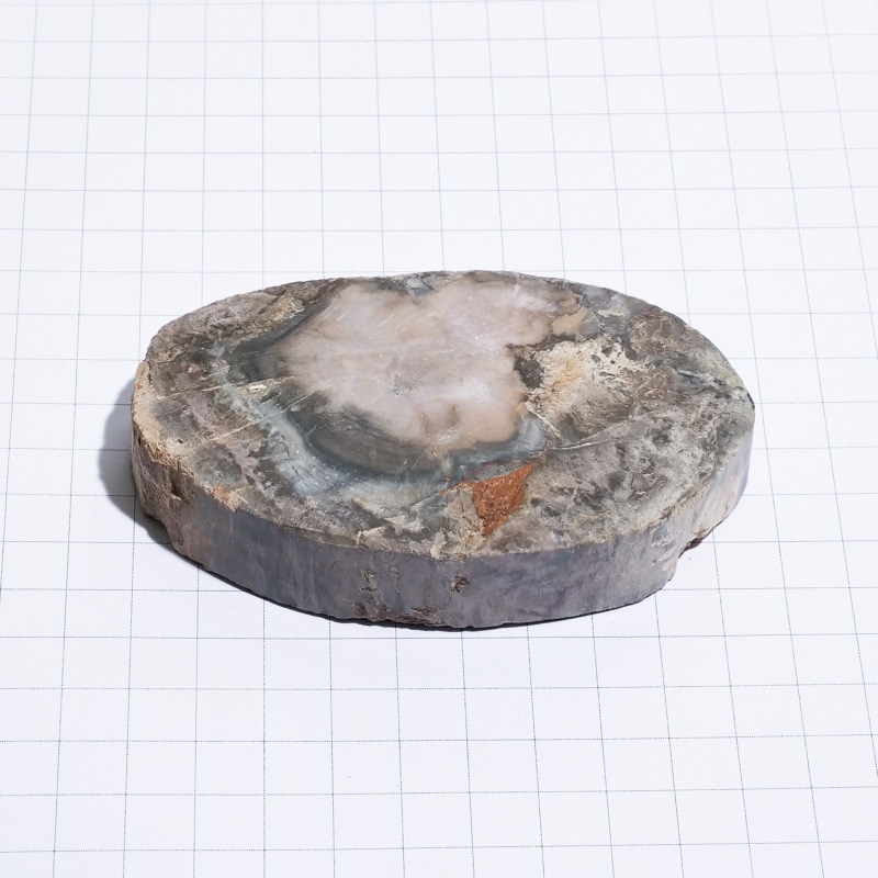 珪化木スライス ペトリファイドウッド 木の化石｜マライカ公式通販