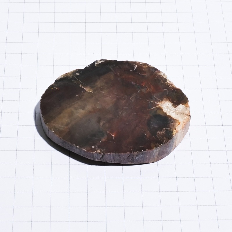 珪化木スライス ペトリファイドウッド 木の化石｜マライカ公式通販