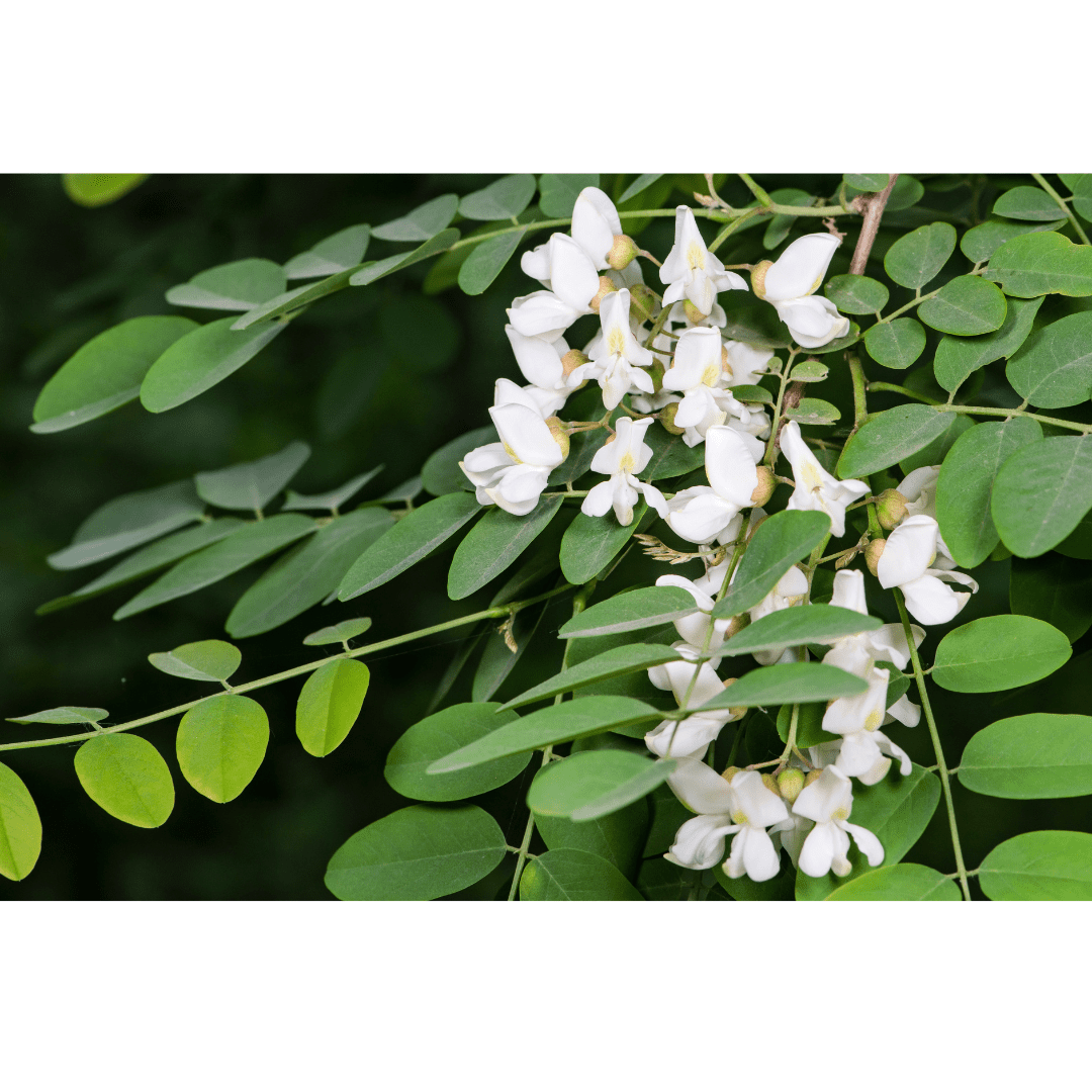 ���륻����500