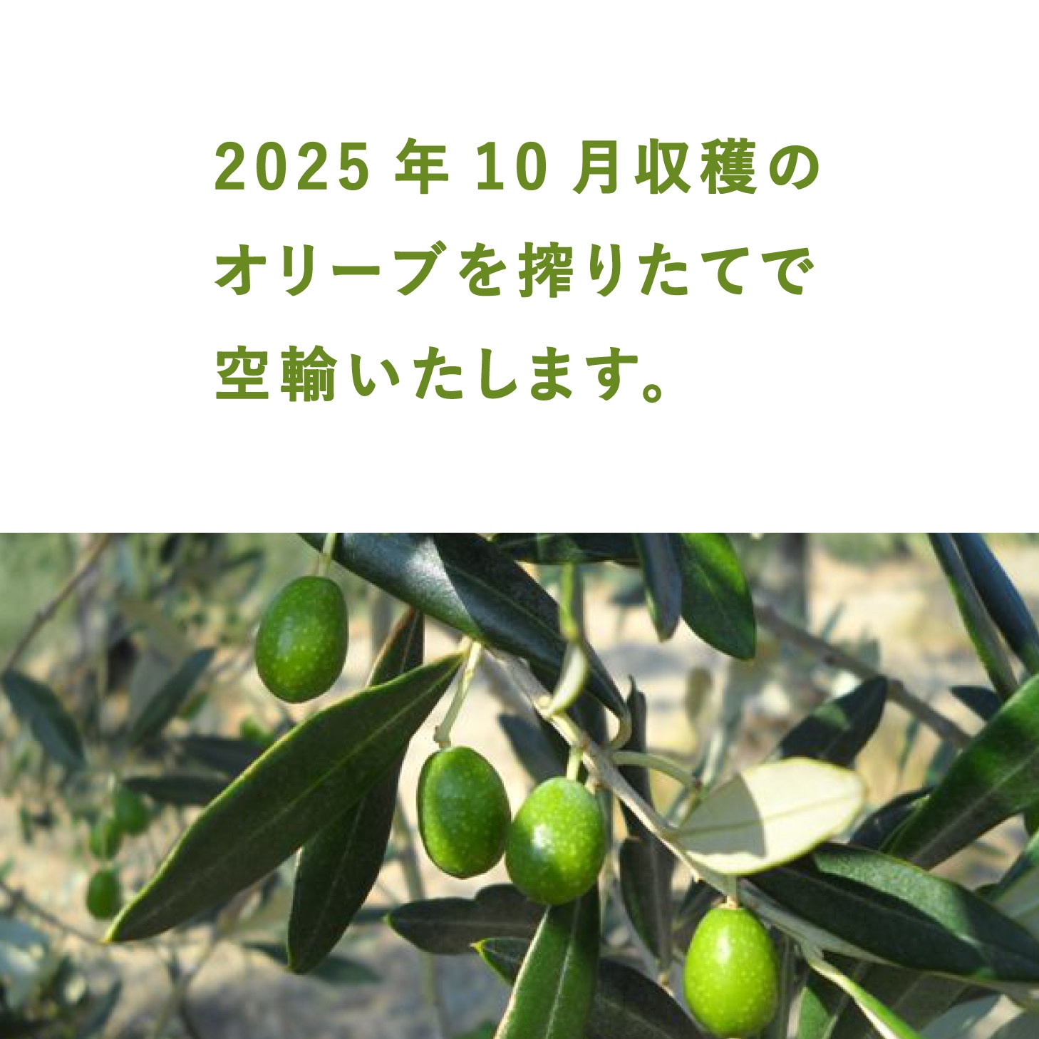 在庫限り】 カペッツアーナ エクストラバージン オリーブオイル 500ml