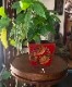 ٥åȤΤ֤Ȣ|Υ梁ꡡΥ梁꡼chinoiserieޥmandarin