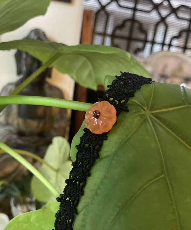 ƥȥͥåȤΥ硼|Υ梁ꡡΥ梁꡼chinoiserieƥmandarin