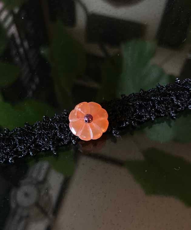 2026�Ծ�ʡ���Υ異�������꡼��ʡ�ޡա����Υ梁�ꡡ���Υ梁�꡼��chinoiserie���ޥ�����mandarin