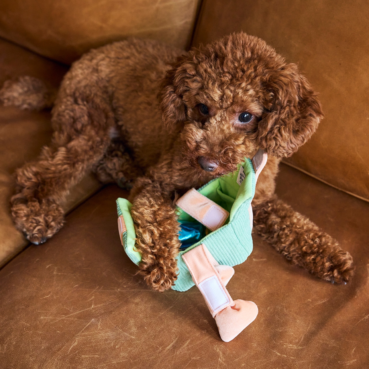 GIFT BOX TOY | TOY | 犬服 MANDARINE BROTHERS マンダリンブラザーズ公式