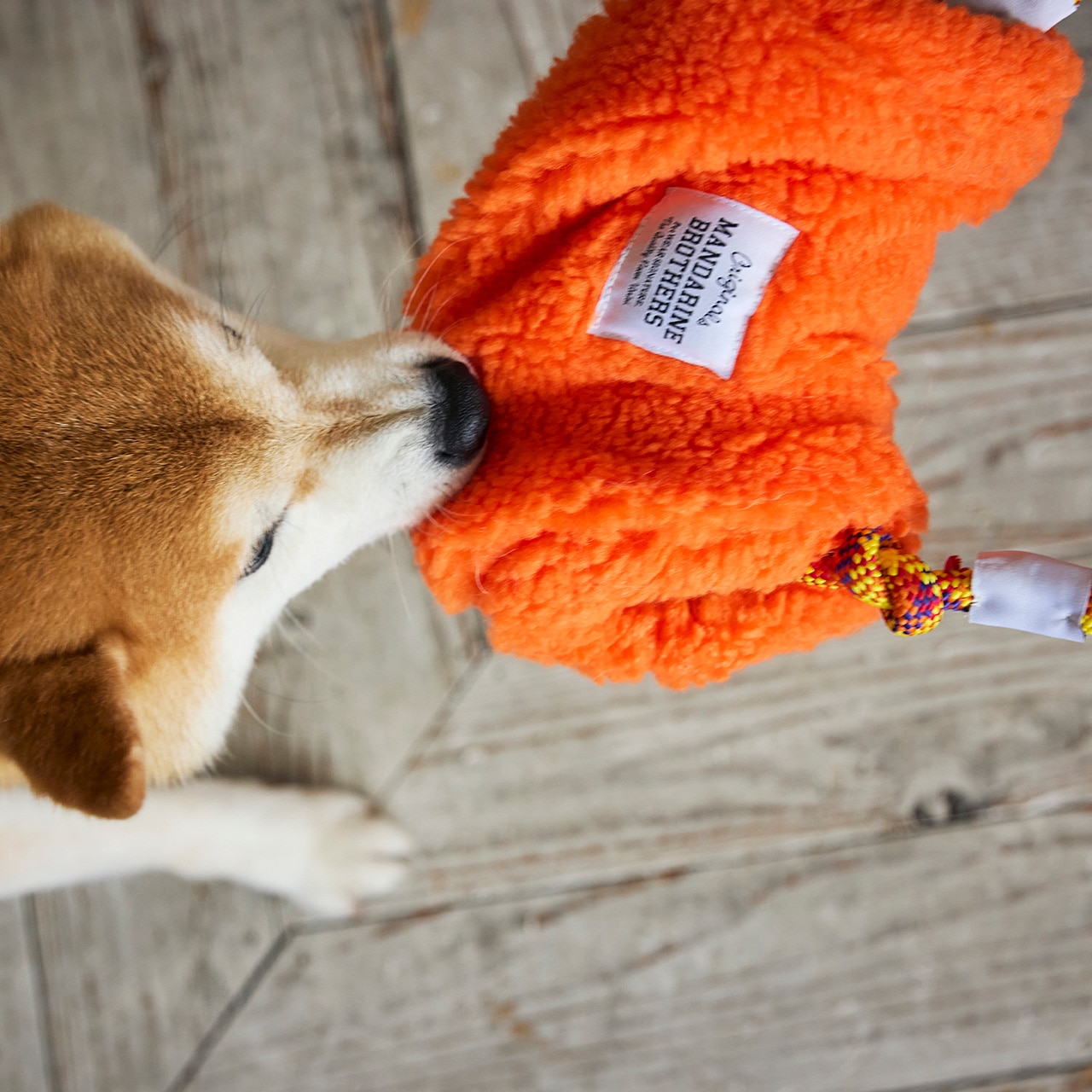 どおりいぬ Amazon.co.jp: 桜田通 どおりいぬ クッション : ホビー