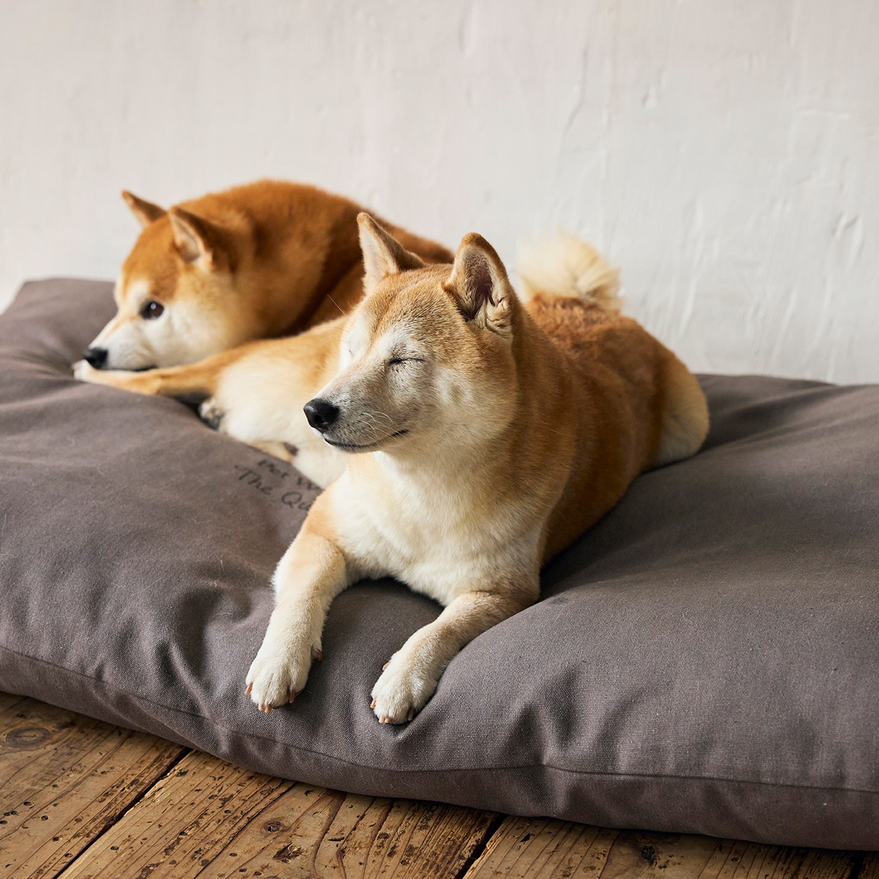 COZY BED | BED＆MAT | 犬服 MANDARINE BROTHERS マンダリンブラザーズ公式