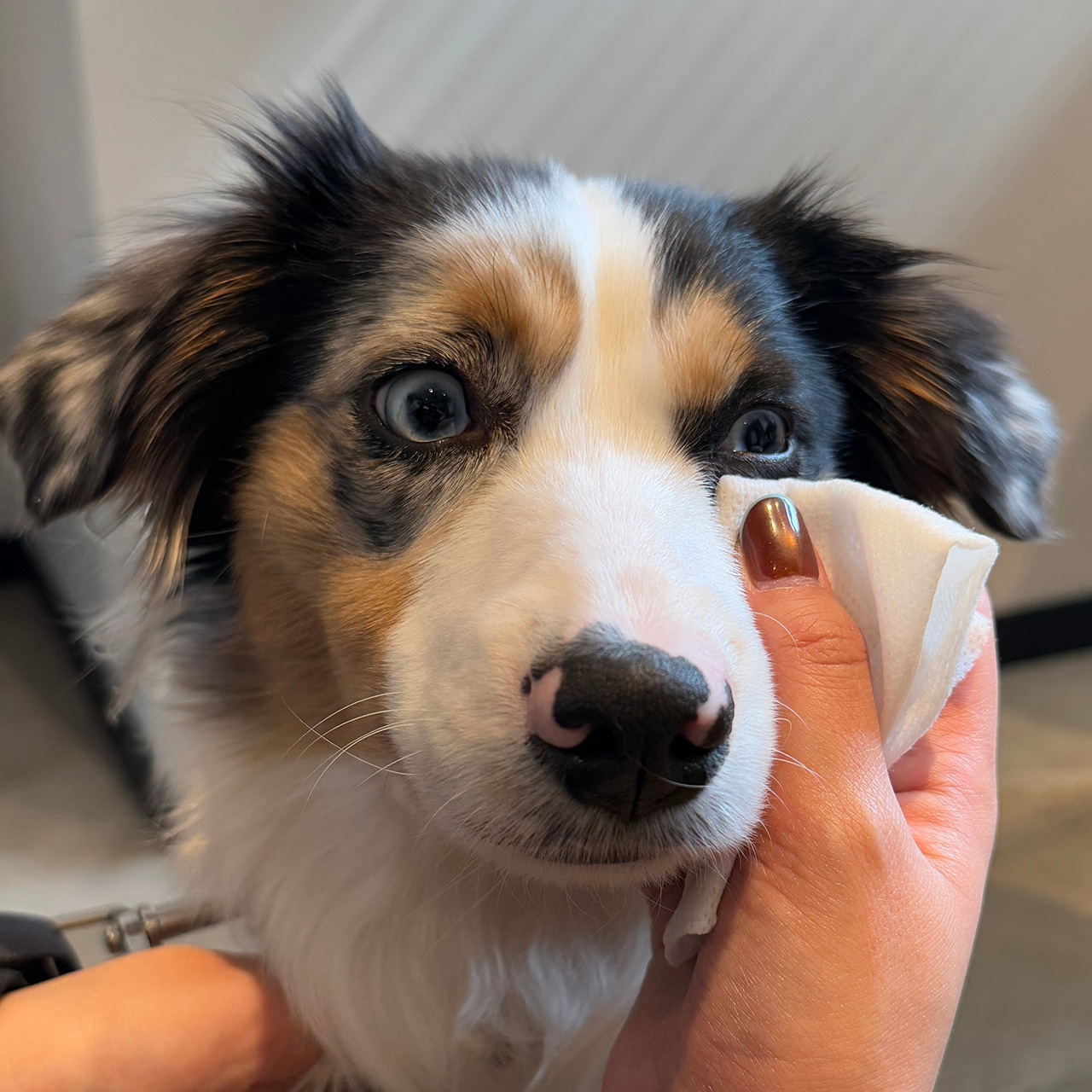 【WEB・直営店限定】ALL IN ONE SPRAY by WAFONA