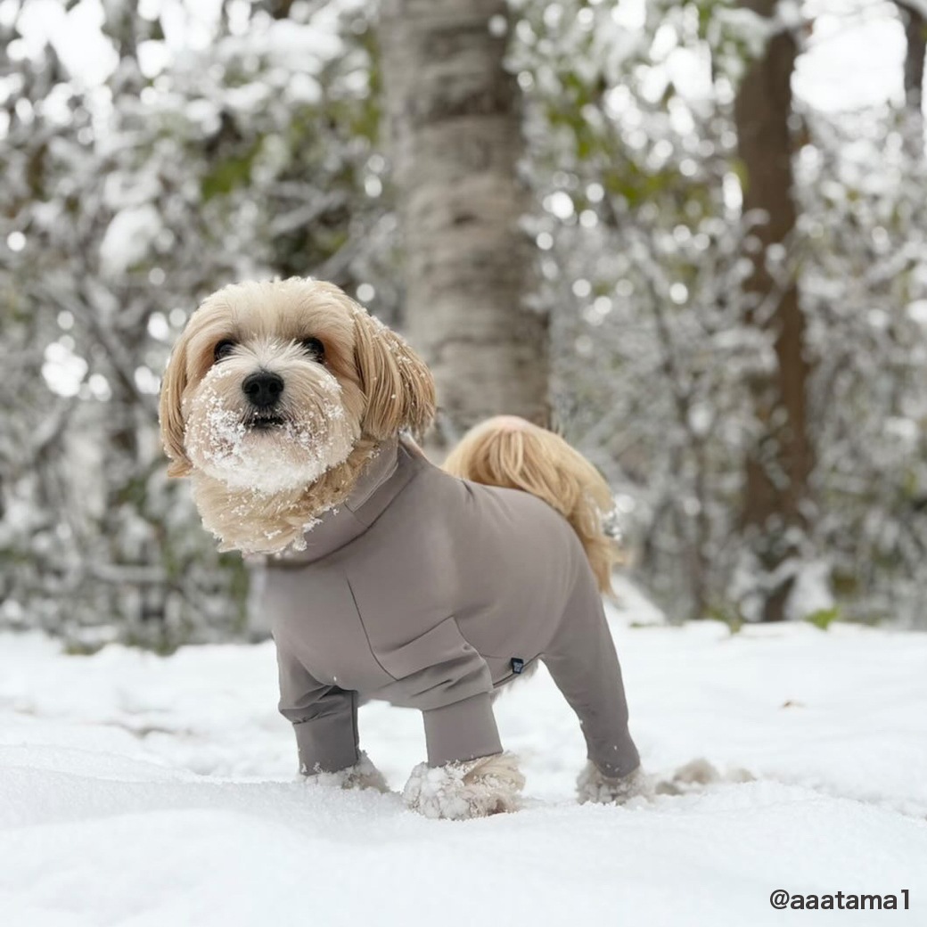 WATER REPELLENT SKIN TIGHT SUIT | WEAR | 犬服 MANDARINE BROTHERS