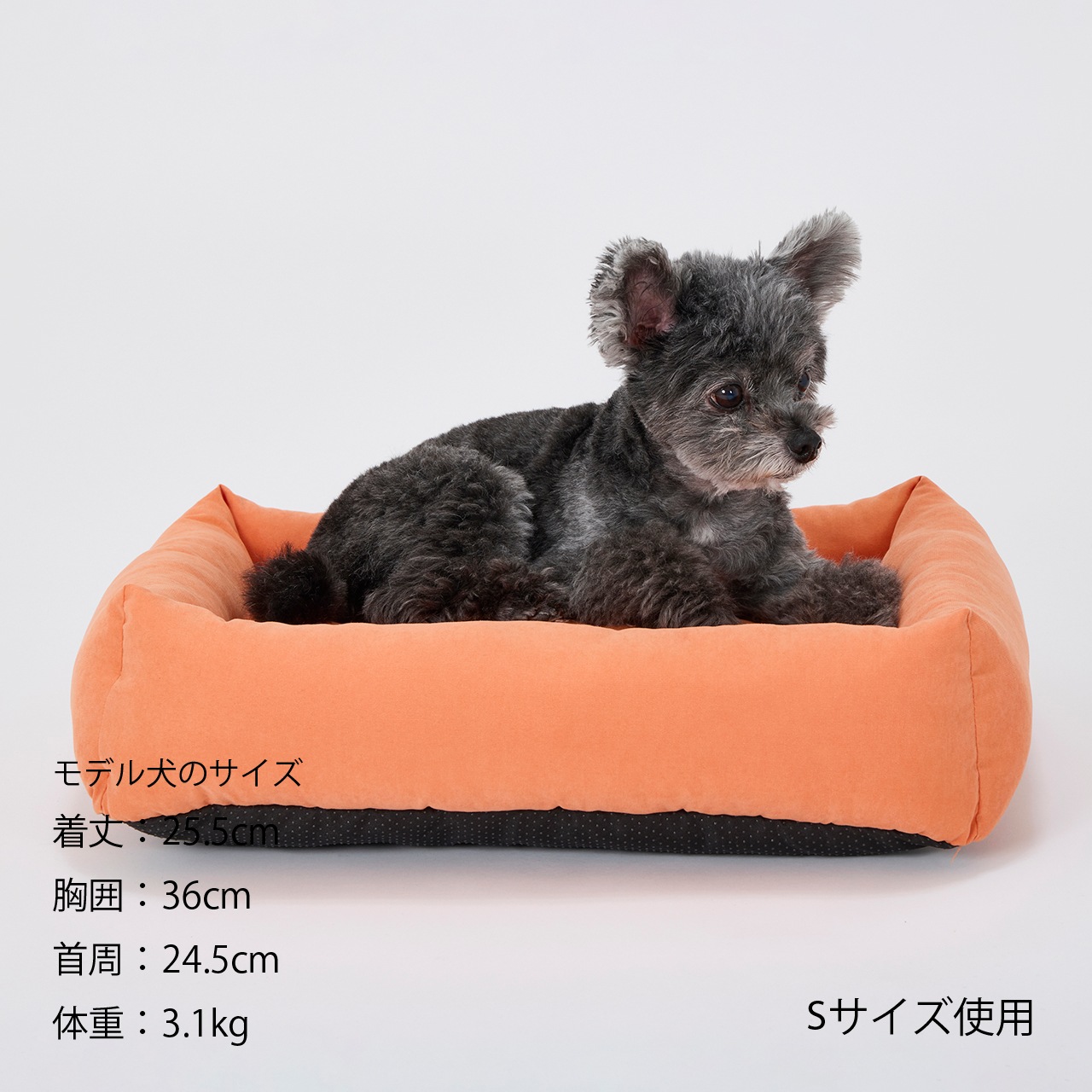 FLAT BED　2026年春夏新作