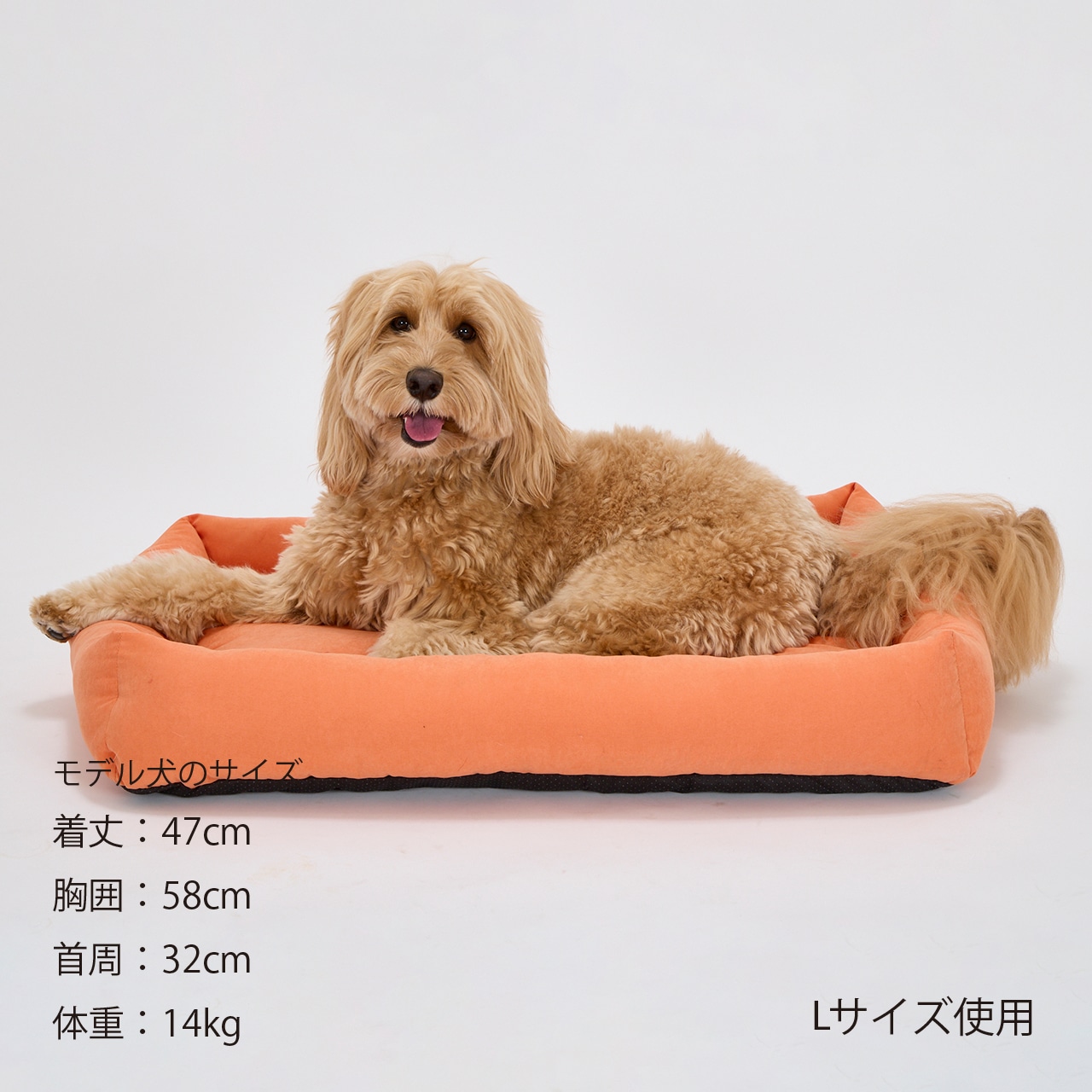 FLAT BED　2026年春夏新作