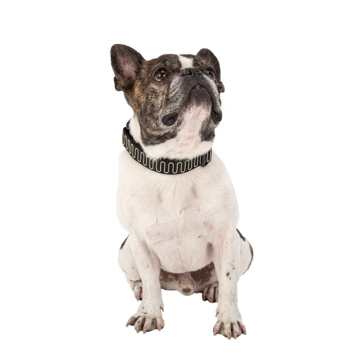 NIGHTSCAPE LED COLLAR M-Lサイズ | ACCESSARY | 犬服 MANDARINE