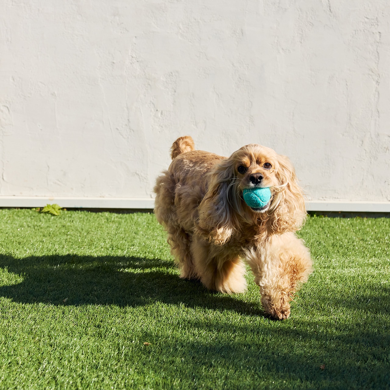 MB TENNIS BALLS