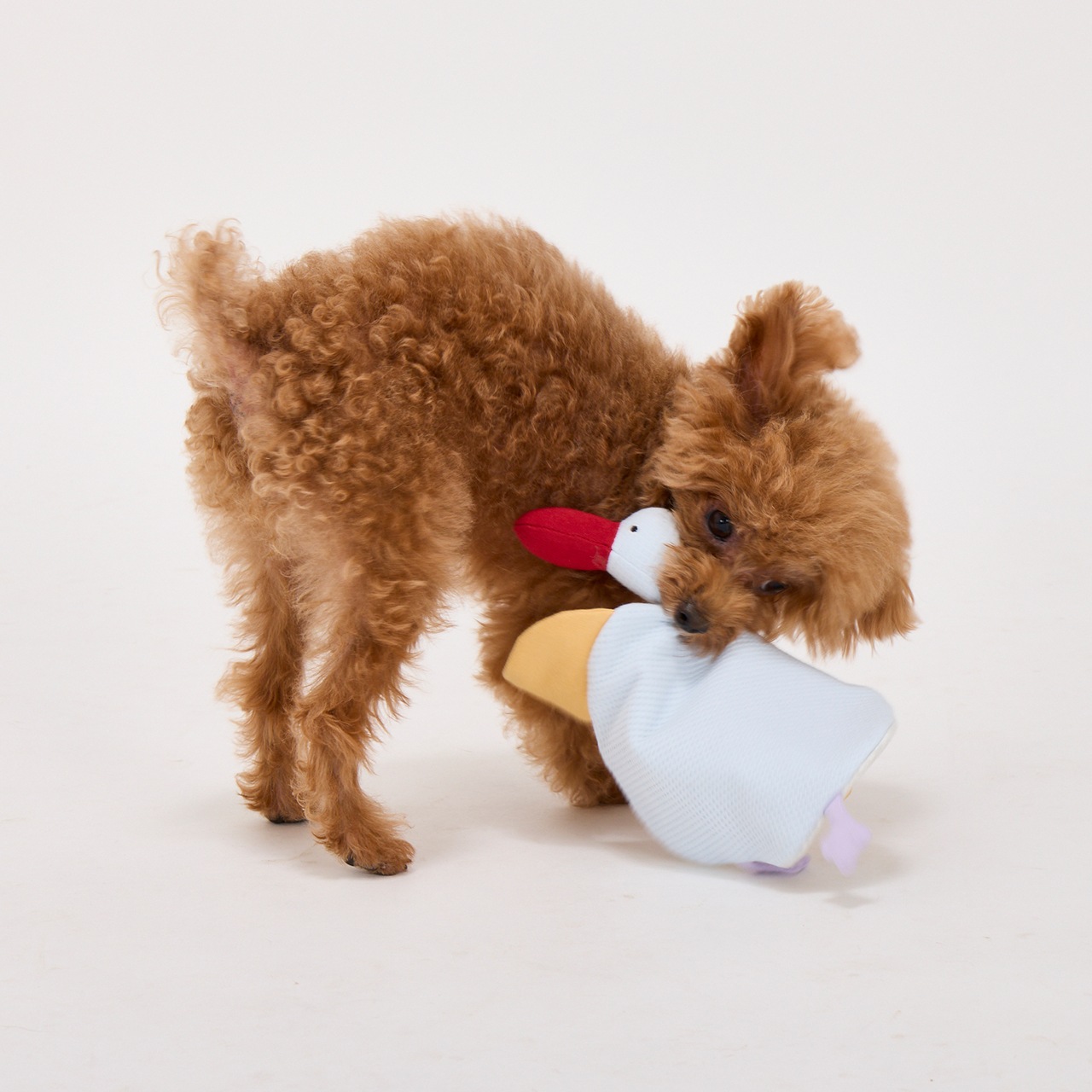 TENDER CARE FLAT PEGGY