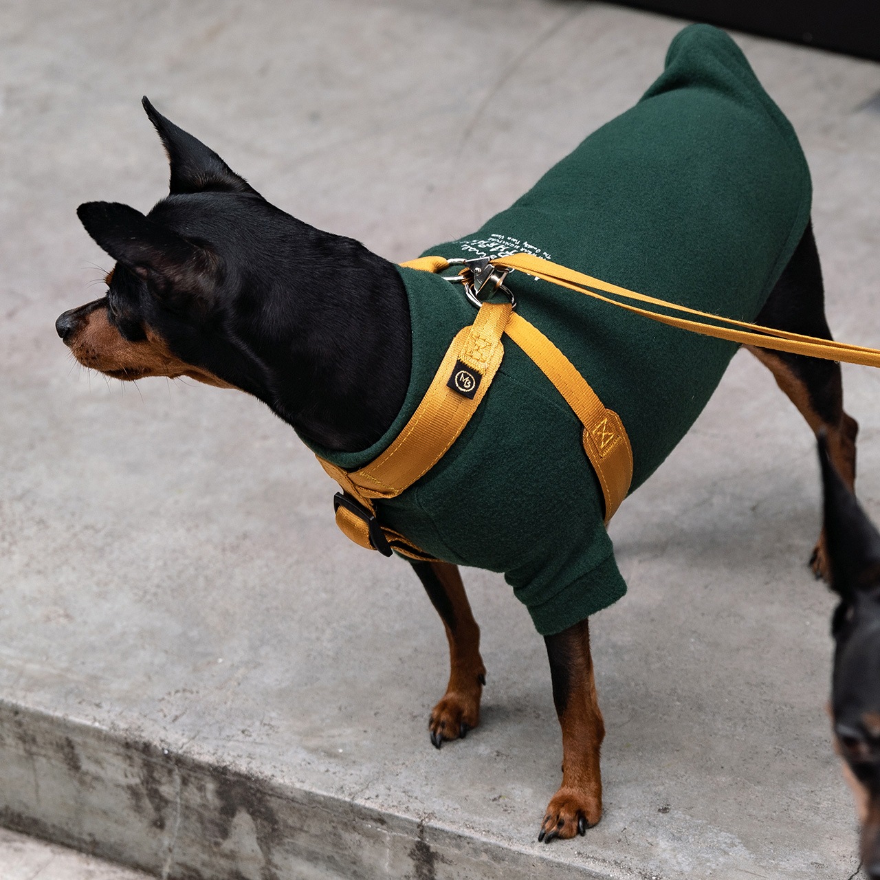 いぬ　 体に優しいシリーズ】UXハーネス ブラック / Ultra Explore Harness