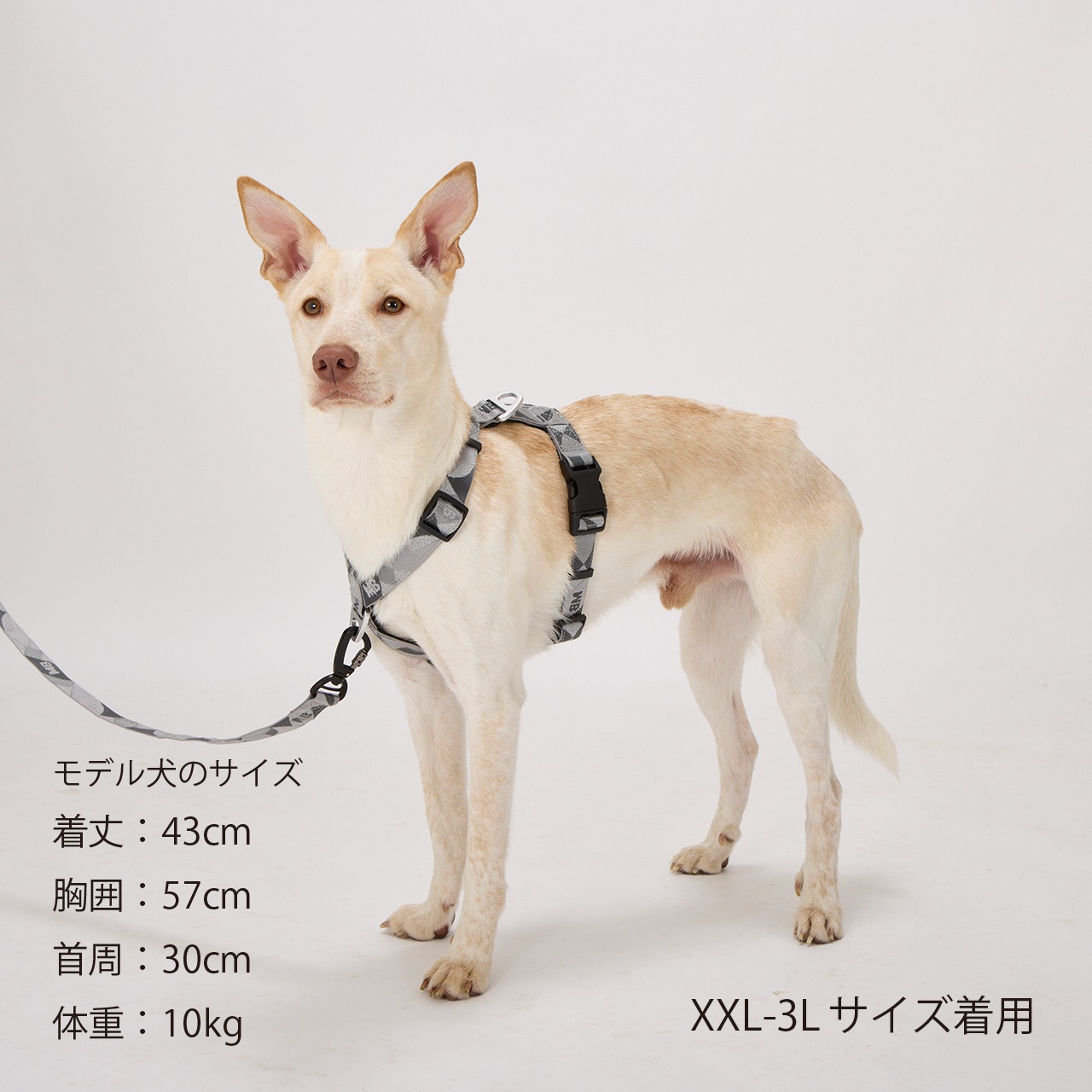 REFLECTIVE HARNESS