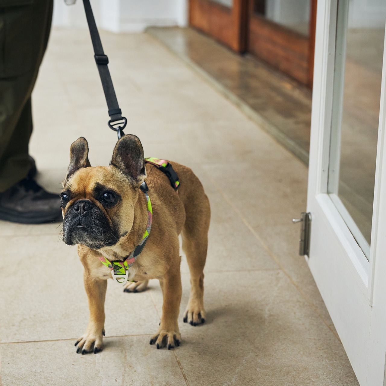 REFLECTIVE HANDS FREE LEASH