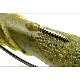 deps ���С�������å� 2.5�����