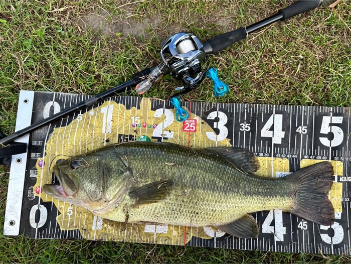����㡼�� Pentastick WILD JoCARD 25LB-609(MMH+)
