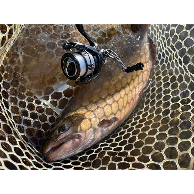 ᥿롡ڥ顼 ޥѡ39ϥɥ