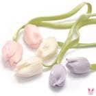 ������ա����塼��åץ����ץѡ��ġ�1��