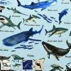 ���������ե�󥺡����å������ϡ�HSK813�����ʥ䥹�� (50cm�ʾ�10cmñ���ڤ����)