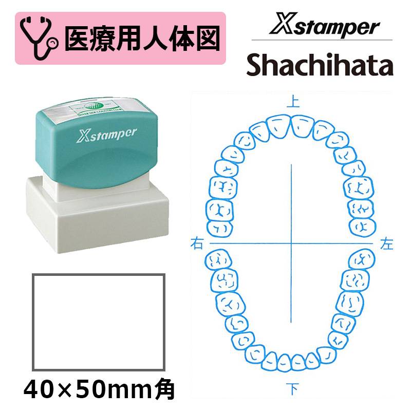 【シヤチハタ】医療用人体図（歯1） Xスタンパー 角型印 4050号 ( 印面サイズ:40×50mm )  医療・病院・看護師・ナース・歯科医 はんこ スタンプ