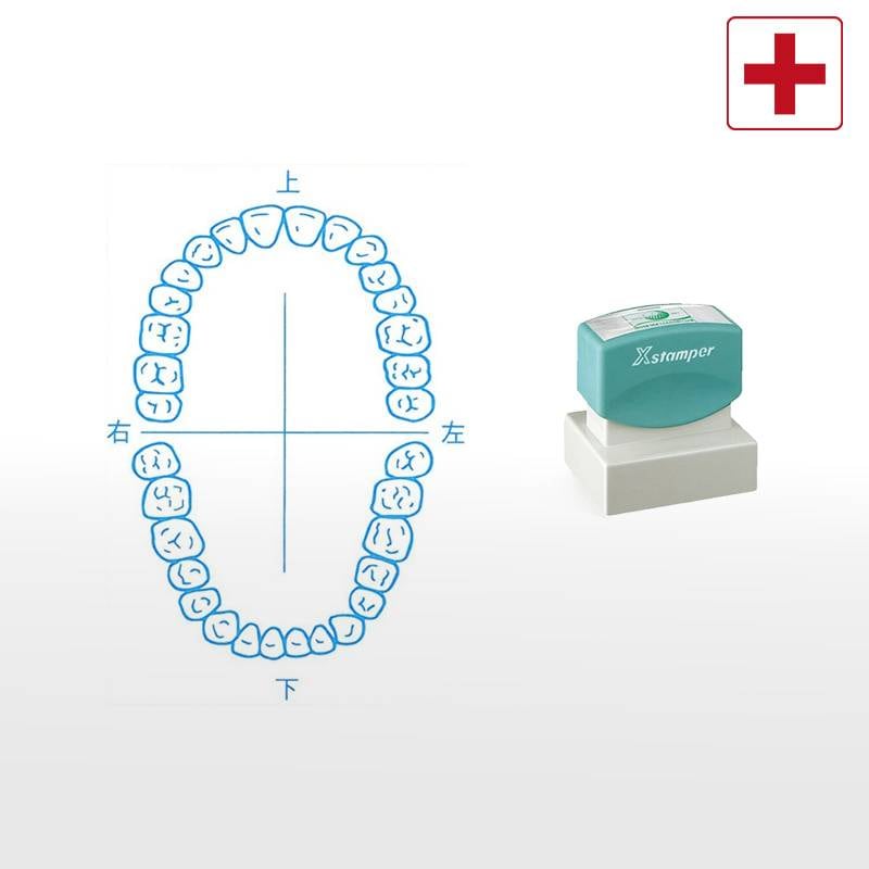 【シヤチハタ】医療用人体図（歯1） Xスタンパー 角型印 4050号 ( 印面サイズ:40×50mm )  医療・病院・看護師・ナース・歯科医 はんこ スタンプ