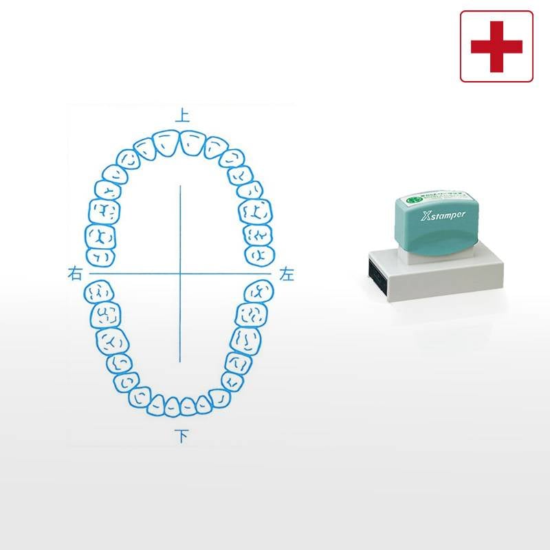 【シヤチハタ】医療用人体図（歯1） Xスタンパー 角型印 5075号 ( 印面サイズ:50×75mm )医療・病院・看護師・ナース・歯科医 はんこ スタンプ