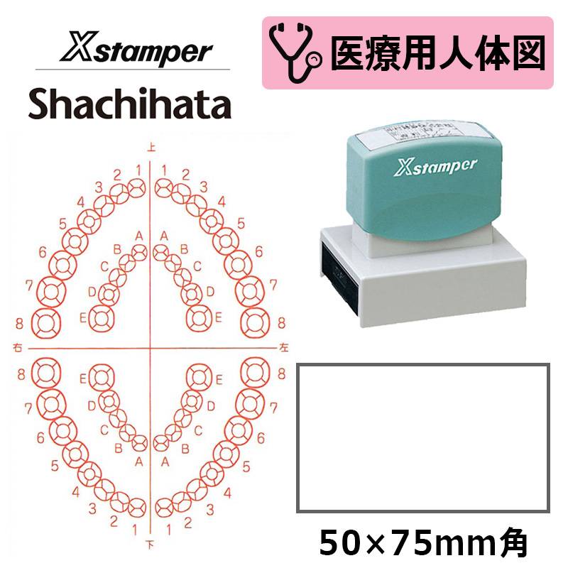 【シヤチハタ】医療用人体図（歯2） Xスタンパー 角型印 5075号 ( 印面サイズ:50×75mm )医療・病院・看護師・ナース・歯科医 はんこ スタンプ